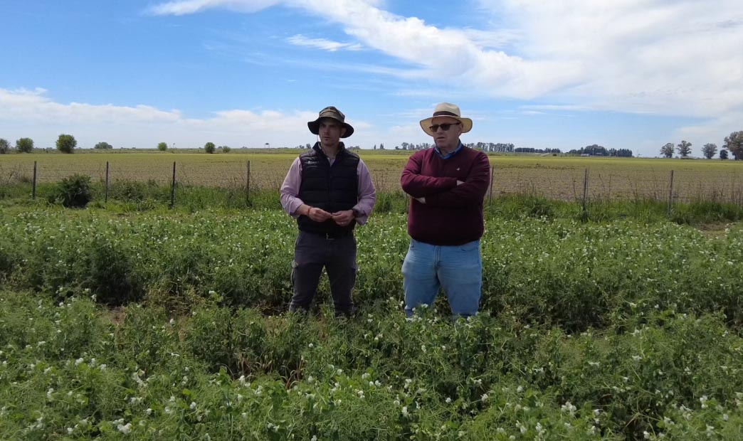 Arvejas: El impacto de los residuos de agroquímicos en la exportación 